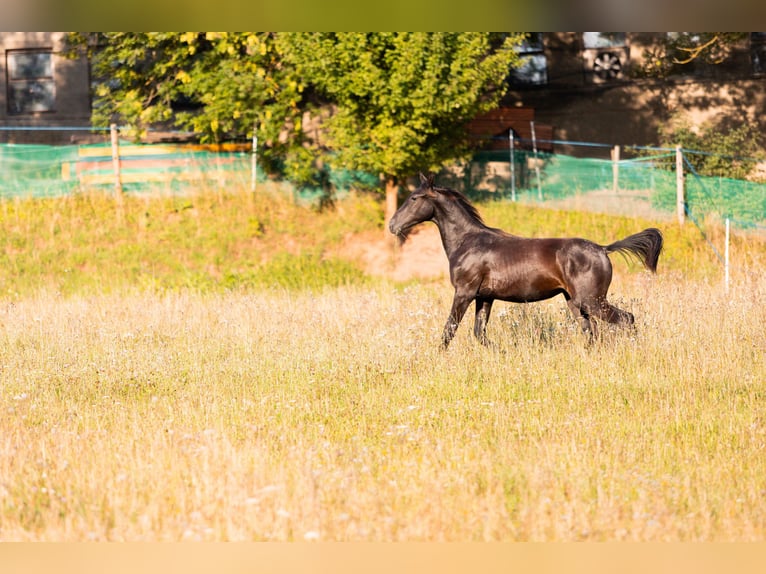 Karachay Caballo castrado 1 año Negro in Carroll
