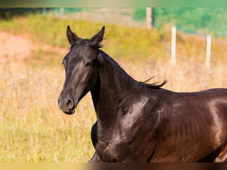 Karachay Caballo castrado 1 año Negro in Carroll