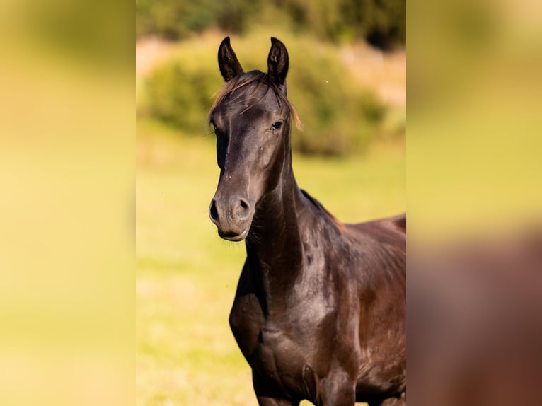 Karachay Caballo castrado 1 año Negro in Carroll