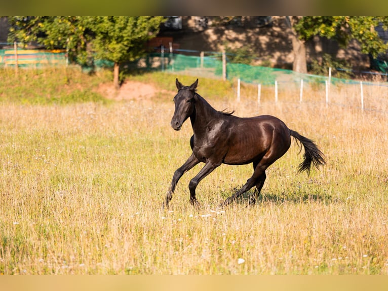 Karachay Caballo castrado 2 años Negro in Tample - Svojek