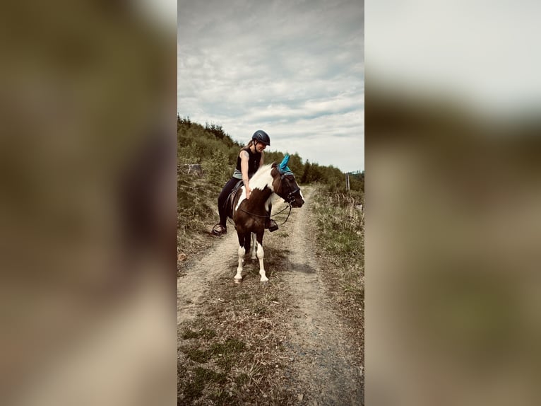 Karachay Caballo castrado 3 años 140 cm Grullo in Dillenburg