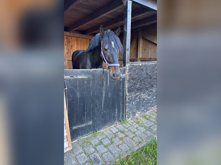 Karachay Caballo castrado 4 años 162 cm Negro in Neum&#xFC;nster