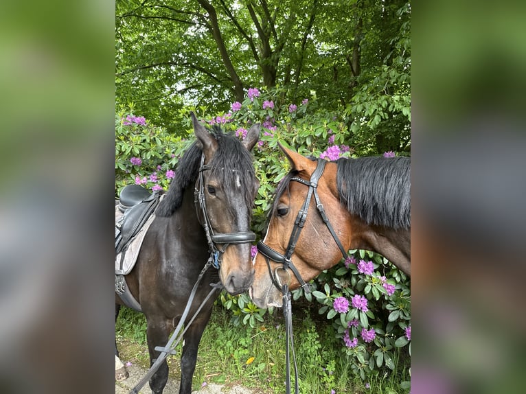 Karachay Caballo castrado 4 años 162 cm Negro in Neum&#xFC;nster