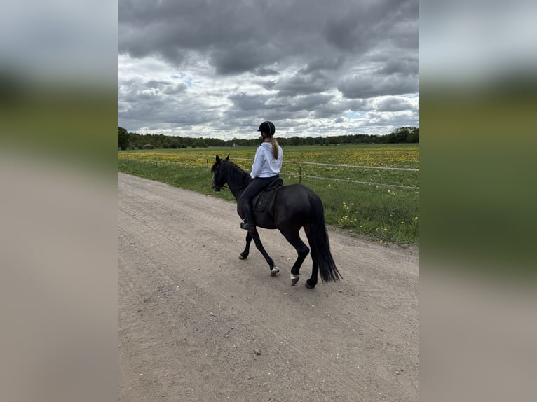Karachay Caballo castrado 4 años 163 cm Negro in Bim&#xF6;hlen