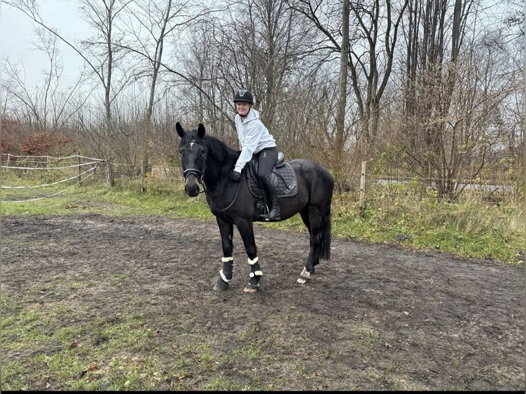 Karachay Caballo castrado 5 años 158 cm Negro in Bönebüttel