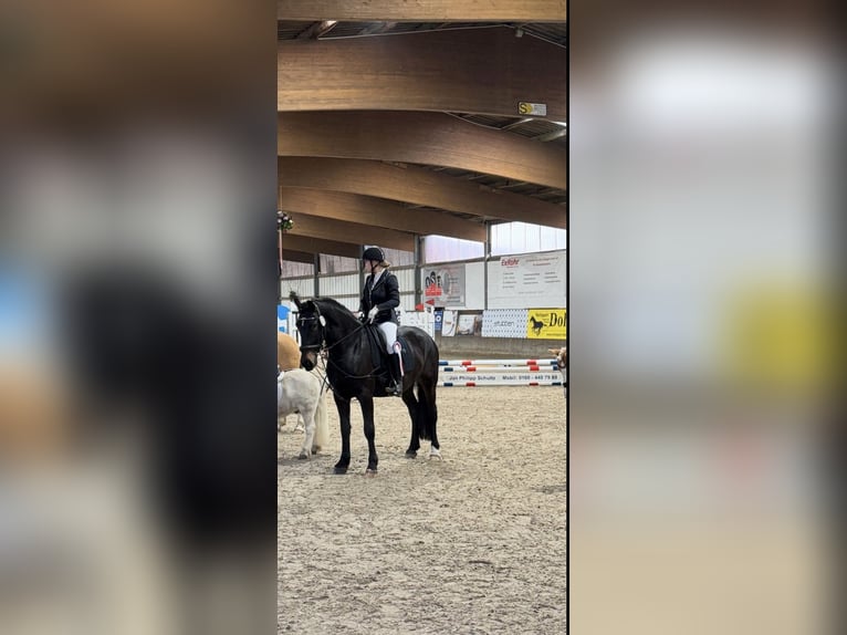 Karachay Caballo castrado 5 años 158 cm Negro in Bönebüttel