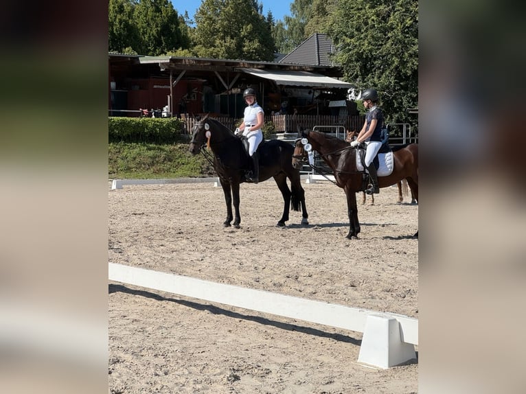 Karachay Caballo castrado 5 años 158 cm Negro in Bönebüttel
