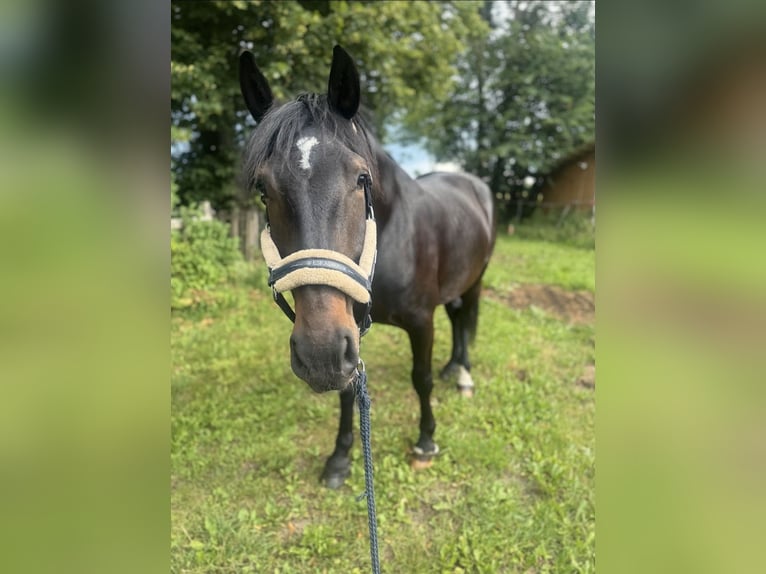 Karachay Caballo castrado 5 años 158 cm Negro in Bönebüttel