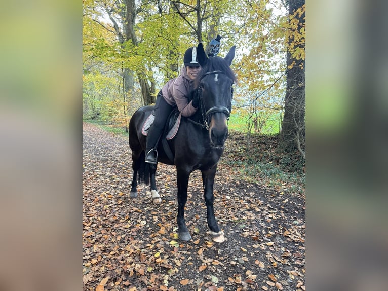 Karachay Castrone 5 Anni 158 cm Morello in Bönebüttel