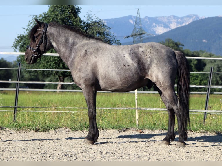 Karachay Castrone 7 Anni 145 cm Roano blu in Kirchbichl