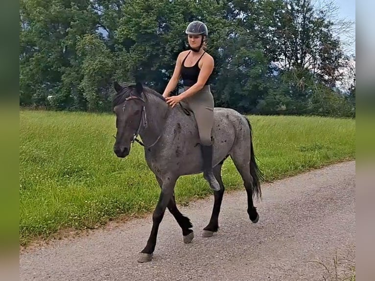 Karachay Castrone 7 Anni 145 cm Roano blu in Kirchbichl