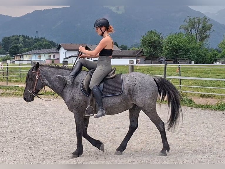 Karachay Castrone 7 Anni 145 cm Roano blu in Kirchbichl