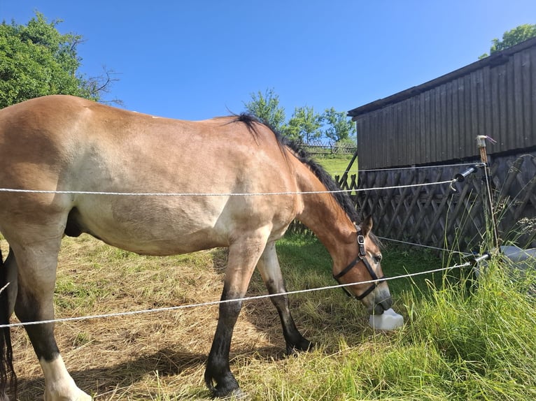 Karachay Castrone 7 Anni 172 cm  in Nähe Nordhausen
