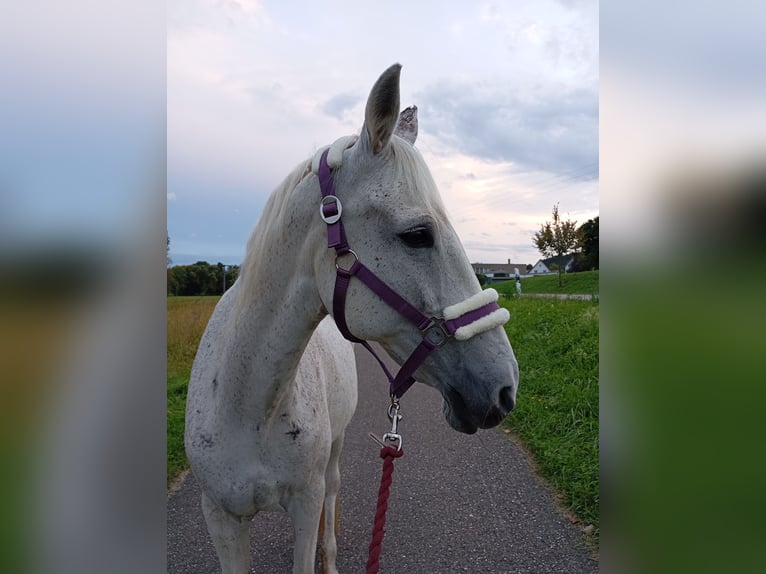 Karachay Giumenta 15 Anni 149 cm Grigio trotinato in Keltern