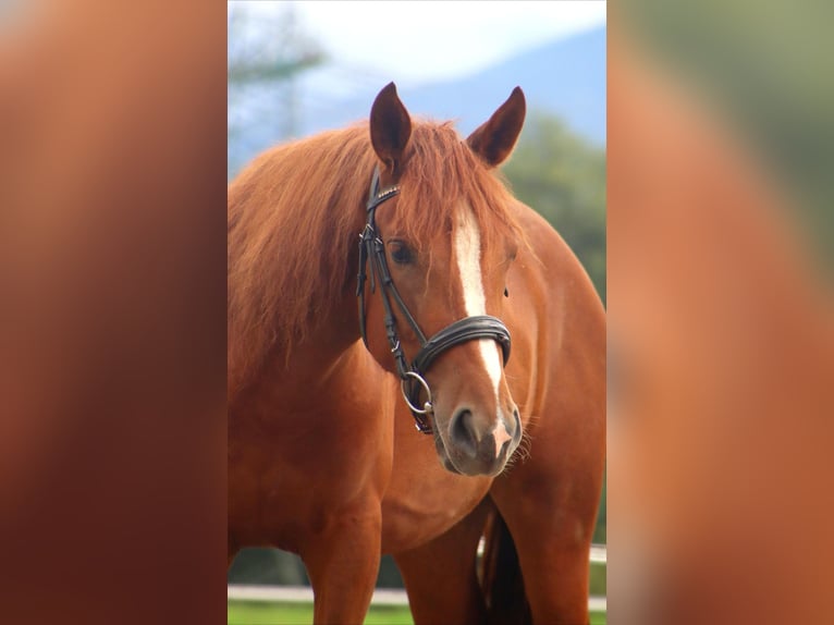Karachay Giumenta 3 Anni 153 cm Sauro in Kirchbichl