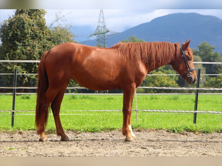 Karachay Giumenta 3 Anni 153 cm Sauro in Kirchbichl