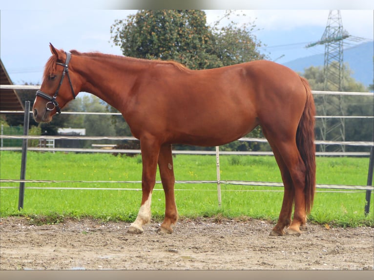 Karachay Giumenta 3 Anni 153 cm Sauro in Kirchbichl
