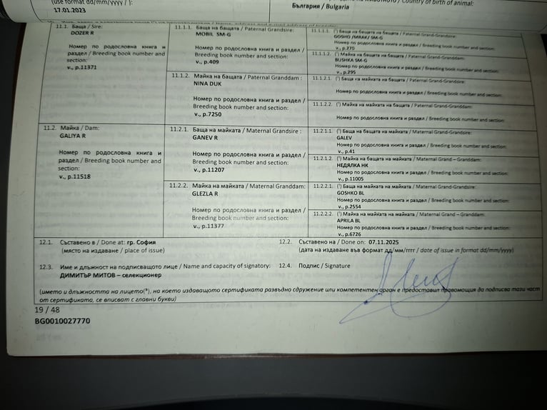 Karachay Giumenta 3 Anni 153 cm Sauro in Kirchbichl