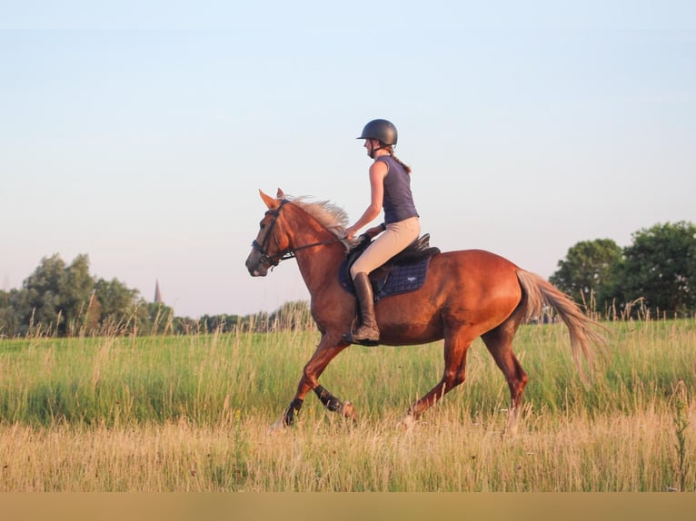 Karachay Giumenta 5 Anni 147 cm Sauro in Wijk en Aalburg