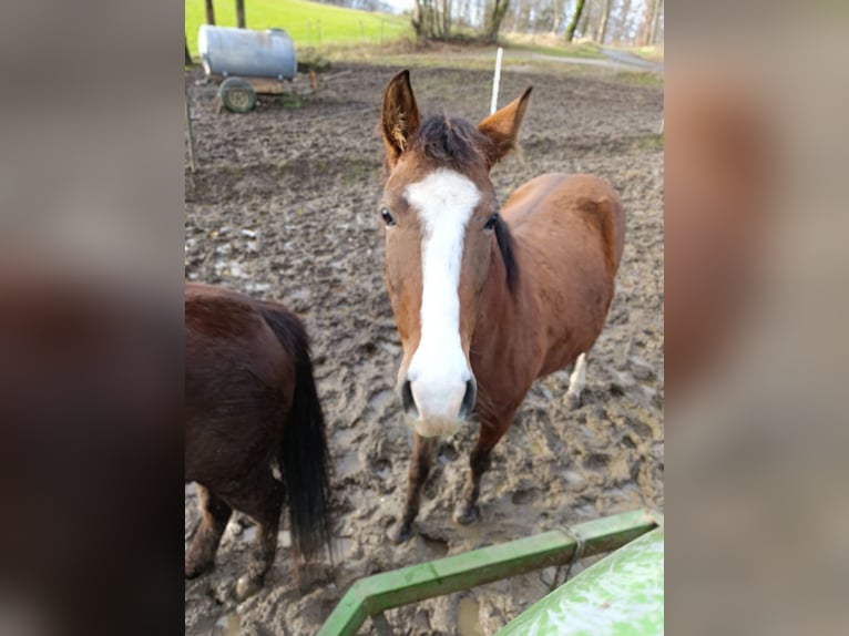 Karachay Giumenta 6 Anni 140 cm Baio in Iserlohn