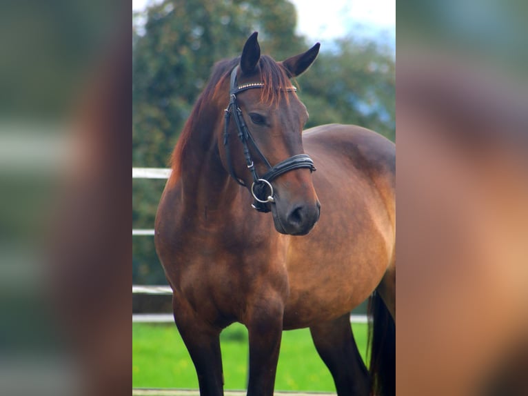 Karachay Giumenta 8 Anni 146 cm Pelle di daino in Kirchbichl