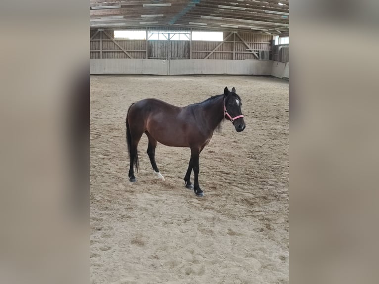Karachay Giumenta 8 Anni 149 cm Baio ciliegia in Wangen im Allg&#xE4;u