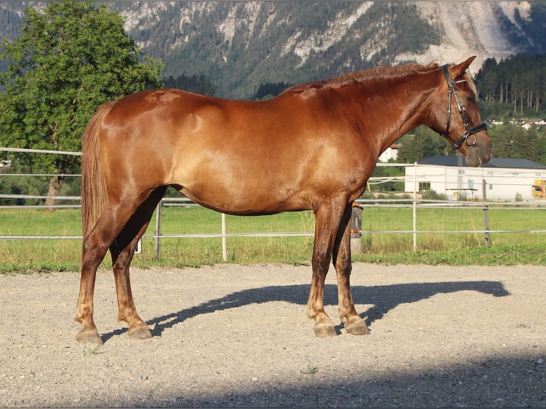 Karachay Giumenta 9 Anni 147 cm Baio in Kirchbichl