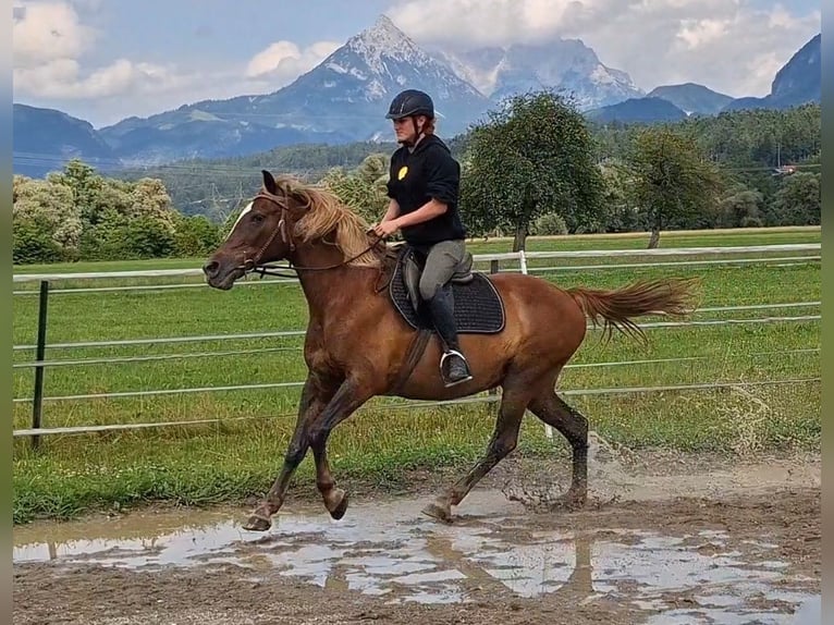 Karachay Giumenta 9 Anni 147 cm Baio in Kirchbichl
