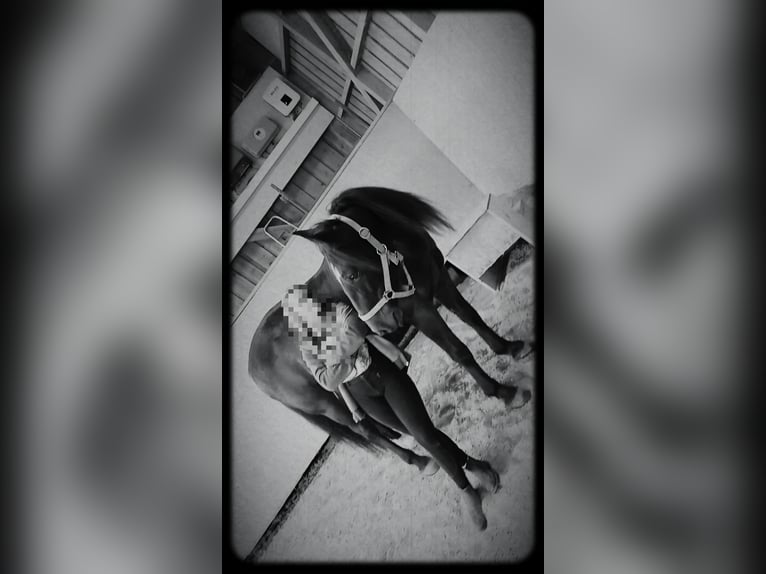 Karachay Giumenta 9 Anni 149 cm Baio in Wangen im Allgäu