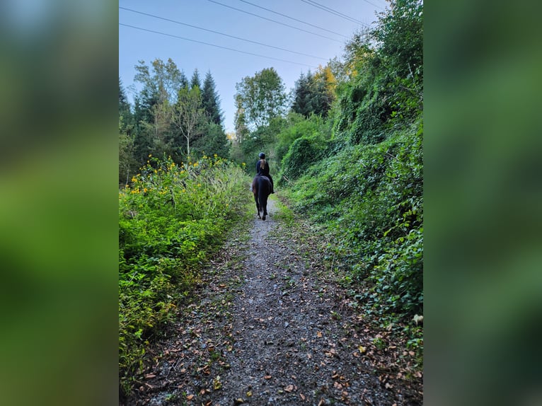 Karachay Giumenta 9 Anni 149 cm Baio in Wangen im Allgäu
