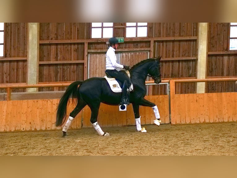 Karachay Yegua 4 años 168 cm Negro in Freiensteinau