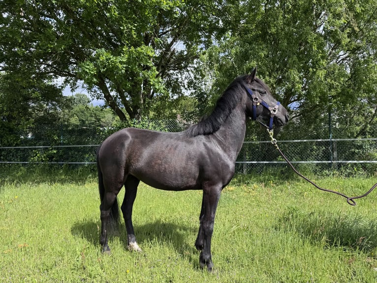 Karachay Yegua 5 años 140 cm Negro in Sint-Lambrechts-Herk