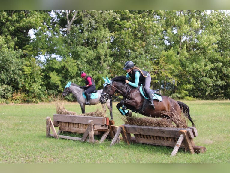 Karachay Yegua 6 años Morcillo in Wijk en Aalburg