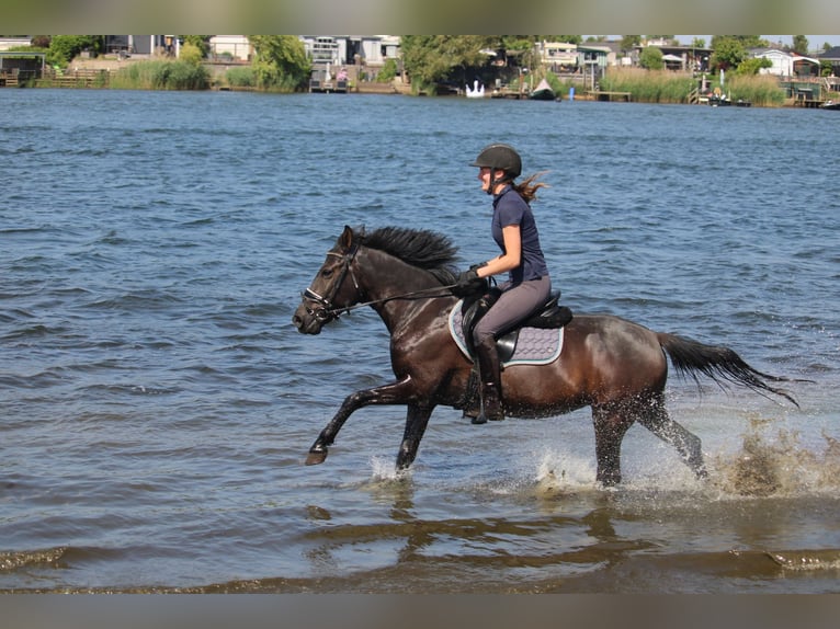 Karachay Yegua 6 años Morcillo in Wijk en Aalburg