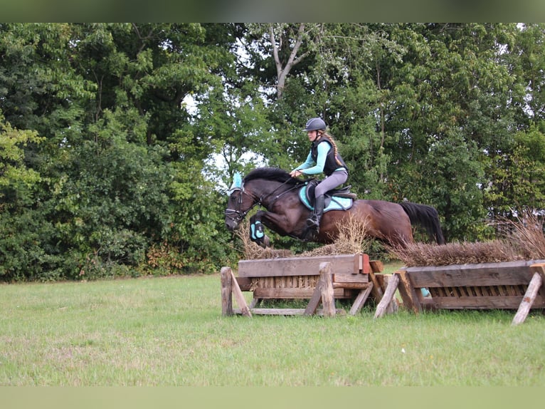 Karachay Yegua 6 años Morcillo in Wijk en Aalburg