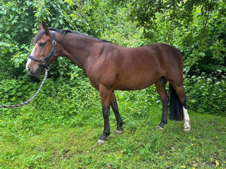 Karachay Yegua 7 años 145 cm Castaño in M&#xFC;nchen