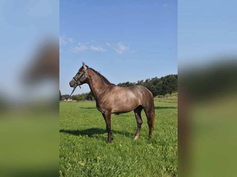 Karatchaï Croisé Hongre 4 Ans 147 cm Rouan bleu in Arnstorf