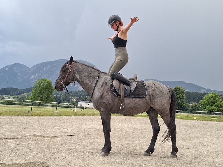 Karatchaï Hongre 7 Ans 145 cm Rouan Bleu in Kirchbichl