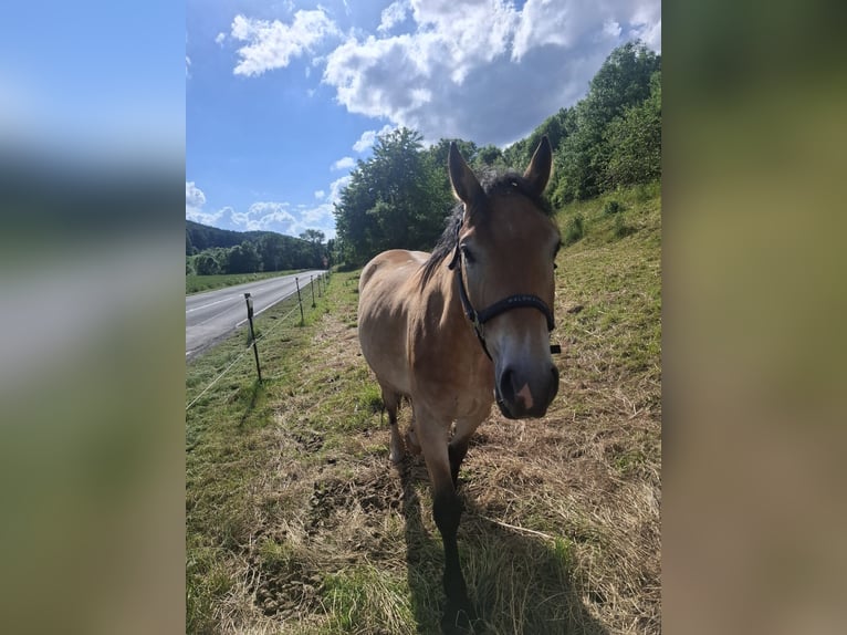 Karatchaï Hongre 7 Ans 172 cm  in Nähe Nordhausen