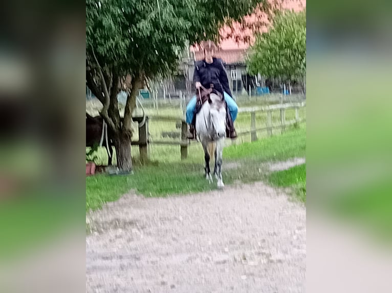 Karatchaï Jument 10 Ans 154 cm Rouan bleu in Woltersdorf