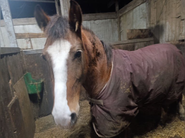 Karatchaï Jument 5 Ans 140 cm Bai in Iserlohn