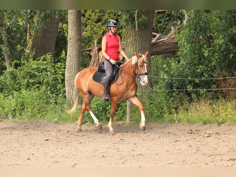 Karatchaï Jument 5 Ans 147 cm Alezan in Wijk en Aalburg