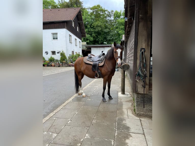 Karatchaï Jument 6 Ans 140 cm Bai in Iserlohn