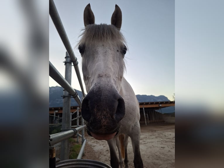 Karatchaï Jument 7 Ans 145 cm Gris in Kirchbichl