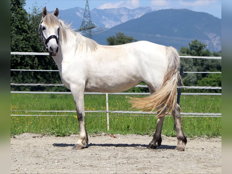 Karatchaï Jument 7 Ans 145 cm Gris in Kirchbichl