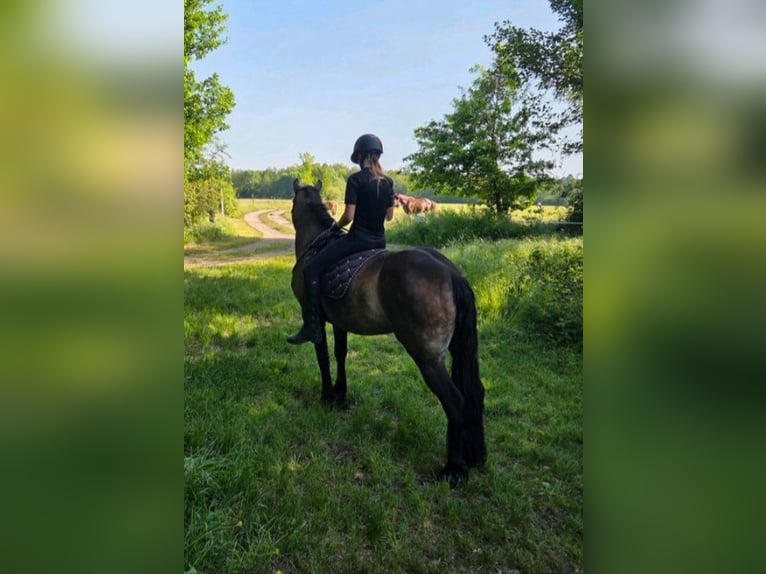 Karatchaï Jument 8 Ans 153 cm Bai in Berlin