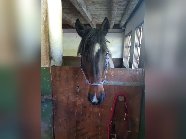 Karatchaï Jument 9 Ans 149 cm Bai in Wangen im Allgäu