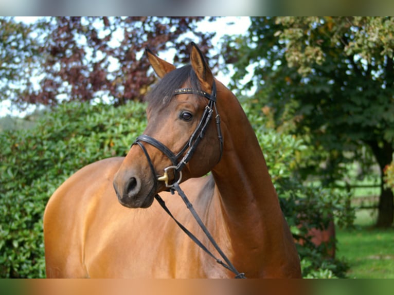 KARL LAGERFELD Trakehner Hengst Bruin in Walsrode