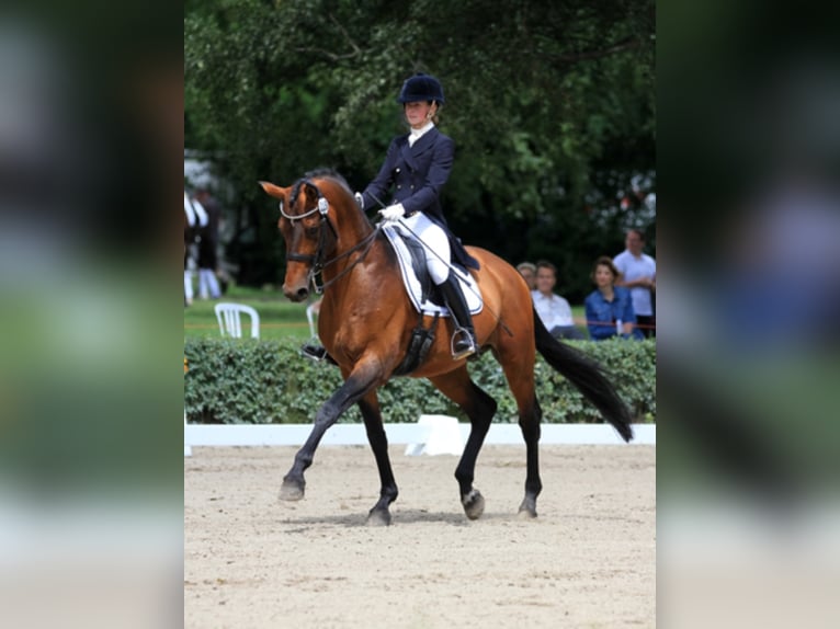 KARL LAGERFELD Trakehner Hengst Bruin in Walsrode