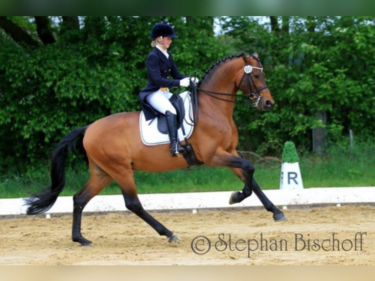 KARL LAGERFELD Trakehner Hengst Bruin in Walsrode